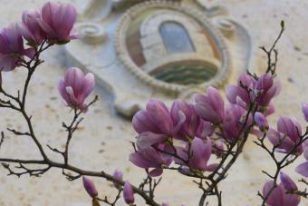 Saucer-magnolia-trees-Architecture-Courtyard-2020-3037.jpg